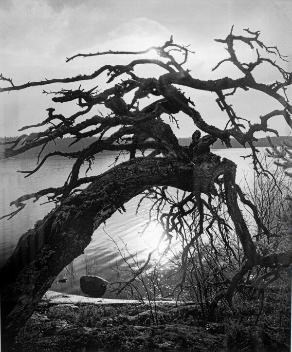 Korhoskylän uhrimänty Korhoskylän uhrimänty