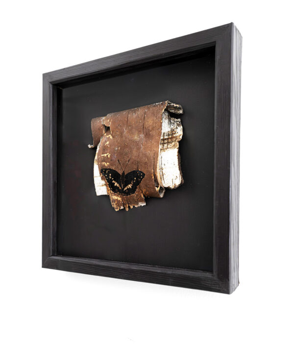 396_Susu_Rytteri_Häiveperhonen3 396_Susu_Rytteri_Häiveperhonen3