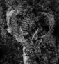 407_Heikki-Willamo_Täpläkauris2