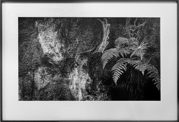 417_Willamo_Täpläkauris 417_Willamo_Täpläkauris