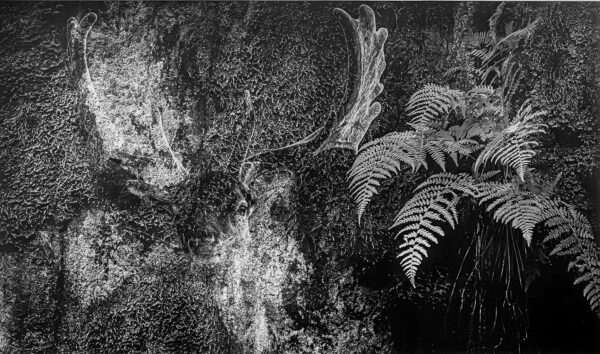 417_Willamo_Täpläkauris2 417_Willamo_Täpläkauris2