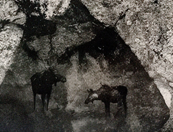 419_Willamo_Hirvet2 419_Willamo_Hirvet2