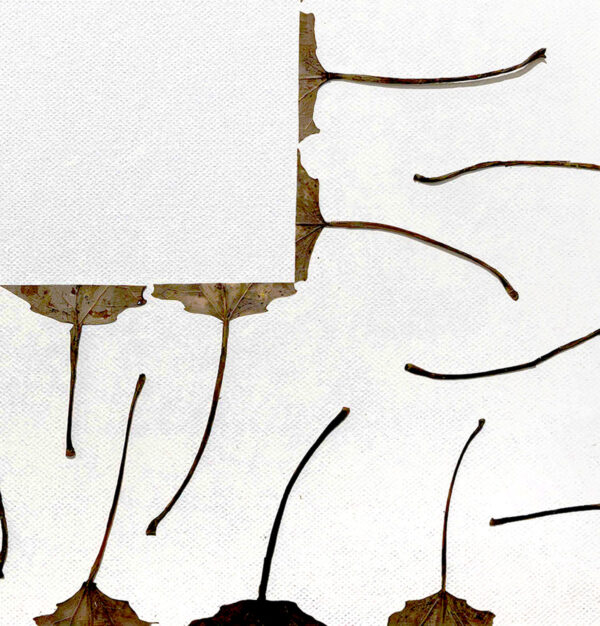 442_Marja_Hakala_Lily_of_Valley 442_Marja_Hakala_Lily_of_Valley