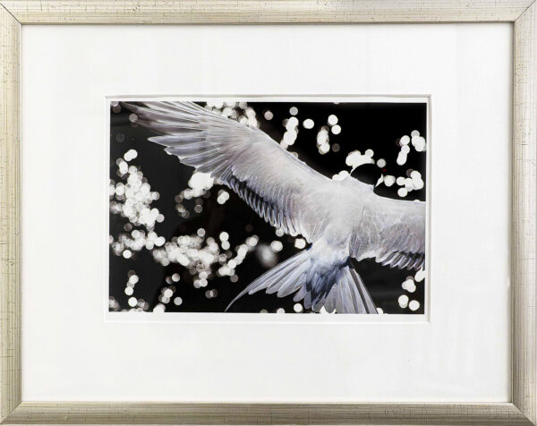 44_Antti_Koli_Tiira 44_Antti_Koli_Tiira