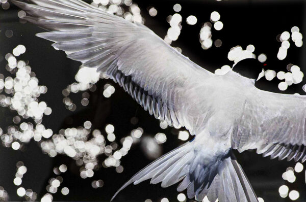 44_Antti_Koli_Tiira2 44_Antti_Koli_Tiira2