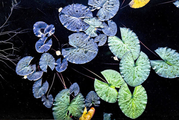 68_Kari_Holopainen_Outoja-lumpeita2 68_Kari_Holopainen_Outoja-lumpeita2