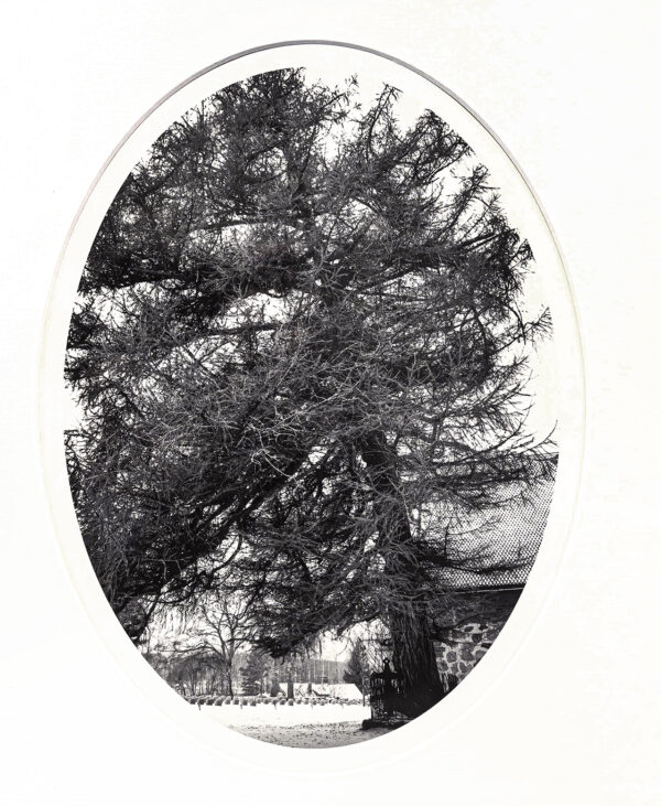 34_Kati_Lehtonen_Euroopanlehtikuusi2 34_Kati_Lehtonen_Euroopanlehtikuusi2