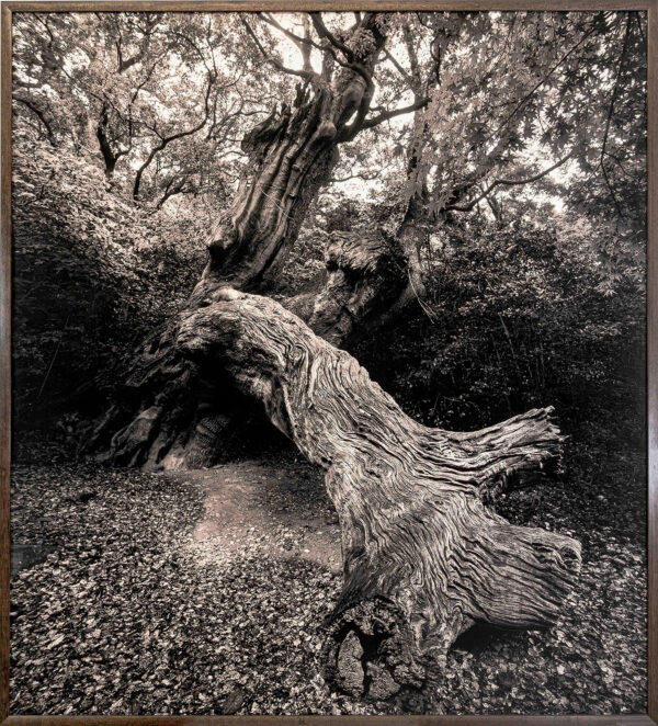 370_Sanni_Seppo_Ryo Jinjya-Shrine, Japani