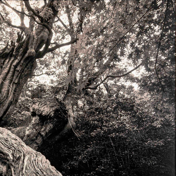 370_Sanni_Seppo_Ryo Jinjya-Shrine, Japani2 370_Sanni_Seppo_Ryo Jinjya-Shrine, Japani2