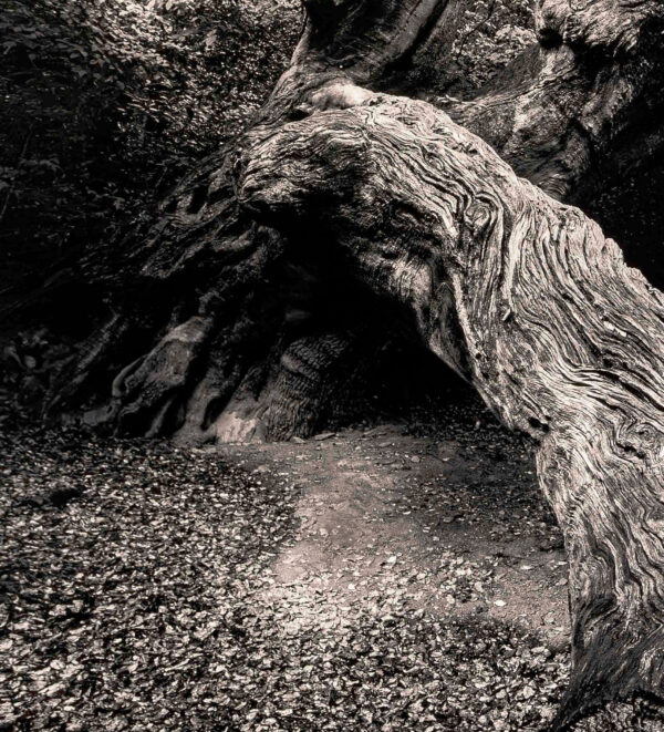 370_Sanni_Seppo_Ryo Jinjya-Shrine, Japani3 370_Sanni_Seppo_Ryo Jinjya-Shrine, Japani3