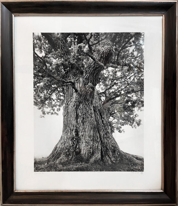 382_Seppo & Kovalainen_Tamem-Laurin tammi