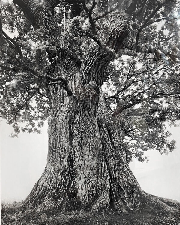 382_Seppo & Kovalainen_Tamem-Laurin tammi2 382_Seppo & Kovalainen_Tamem-Laurin tammi2