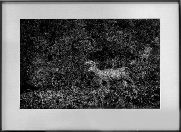 405_Heikki_Willamo_Kauris