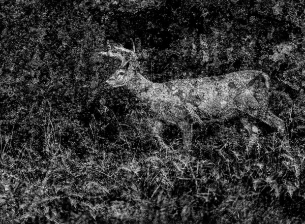 405_Heikki_Willamo_Kauris2 405_Heikki_Willamo_Kauris2