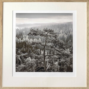 Mänty aamuvalossa, Aulanko