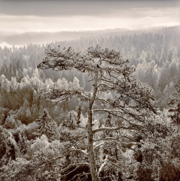 475_Taneli_Eskola_Mänty aamuvalossa 2 475_Taneli_Eskola_Mänty aamuvalossa 2