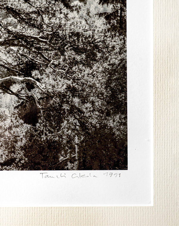 476_Taneli_Eskola_Mänty aamuvalossa 3 476_Taneli_Eskola_Mänty aamuvalossa 3