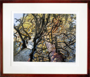 Aarnihongat konkelossa