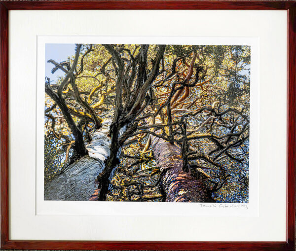 481_Taneli_Eskola_Aarnihongat kokelossa. Vers. 2