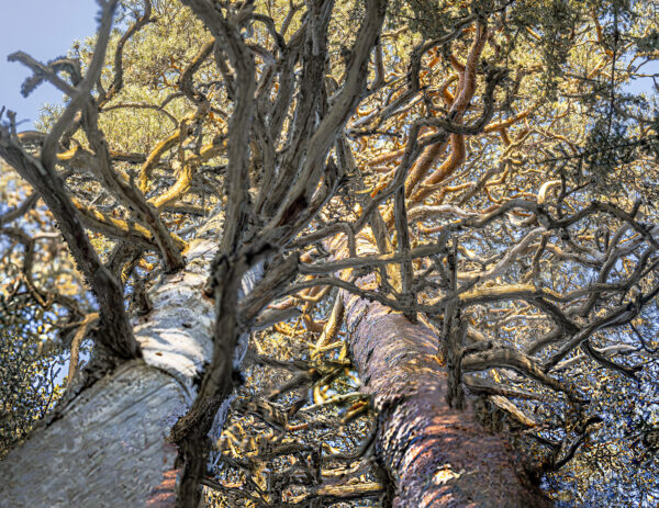 481_Taneli_Eskola_Aarnihongat konkelossa. Vers. 2. (2) 481_Taneli_Eskola_Aarnihongat konkelossa. Vers. 2. (2)