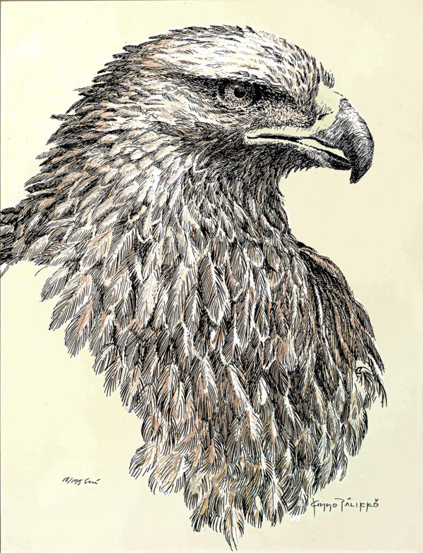 482_Kimmo_Pälikkö_Kotka2 482_Kimmo_Pälikkö_Kotka2