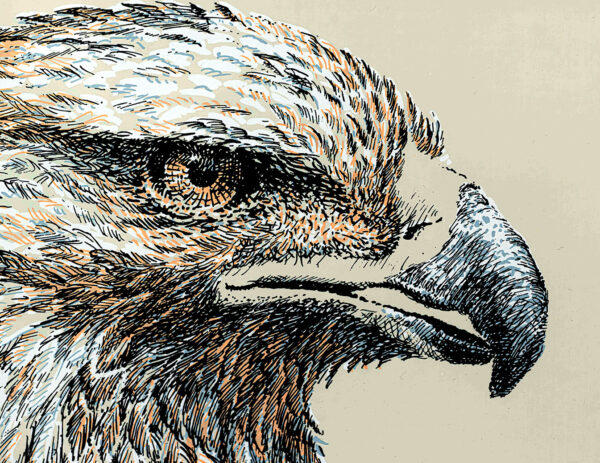 482_Kimmo_Pälikkö_Kotka3 482_Kimmo_Pälikkö_Kotka3