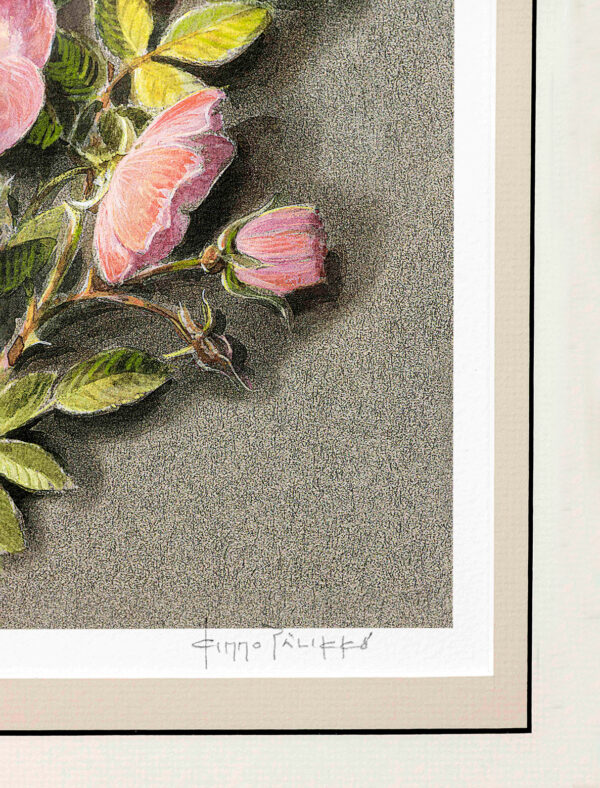 488_Kimmo_Pälikkö_Villiruusu3 488_Kimmo_Pälikkö_Villiruusu3