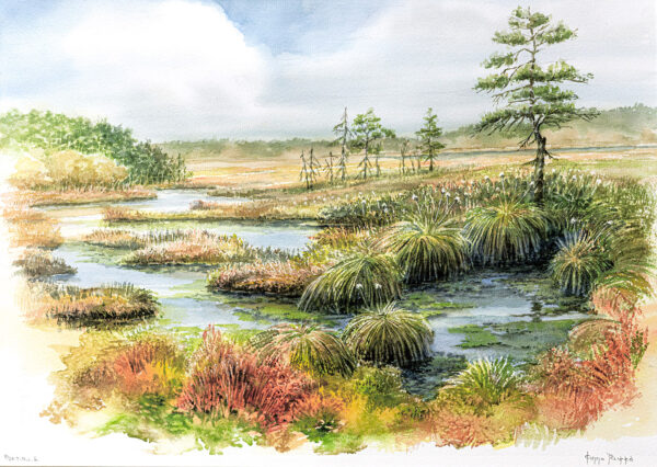 493_Kimmo_Pälikkö_Suota2 493_Kimmo_Pälikkö_Suota2