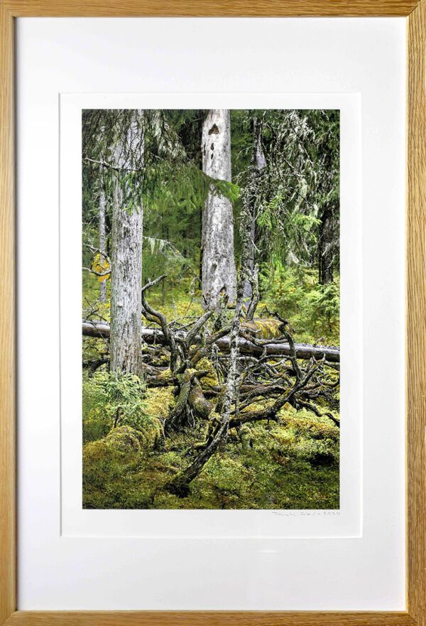 500Taneli_Eskola_Aarnimetsä - Alkumetsä