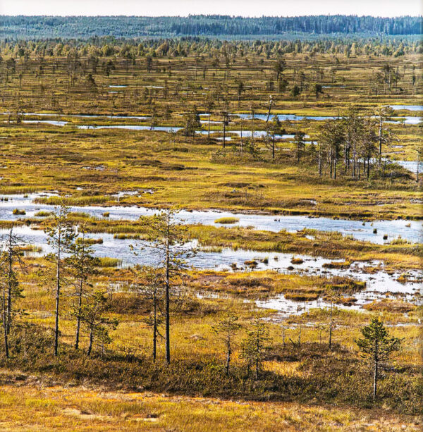 542_Tapio_Heikkilä_Ilomantsi, Kesonsuo2