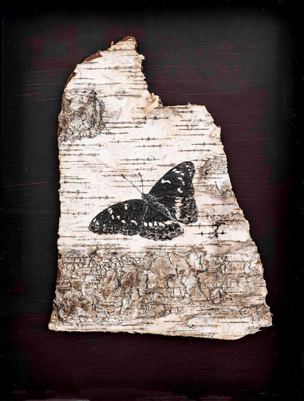 394_Susu_Rytteri_Haapaperhonen 2 394_Susu_Rytteri_Haapaperhonen 2