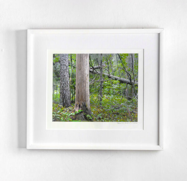 549_Taneli_Eskola_Ainolan aarnimetsä 549_Taneli_Eskola_Ainolan aarnimetsä