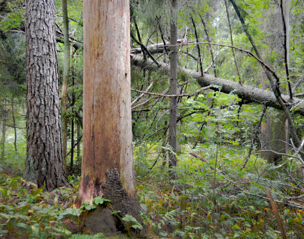 549_Taneli_Eskola_Ainolan aarnimetsä2