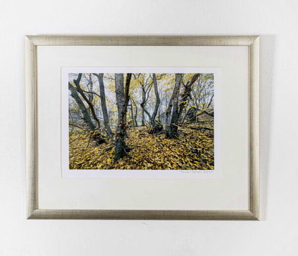 71_Taneli_Eskola_Kynnepään ikimetsä, kynäjalavalehto 71_Taneli_Eskola_Kynnepään ikimetsä, kynäjalavalehto