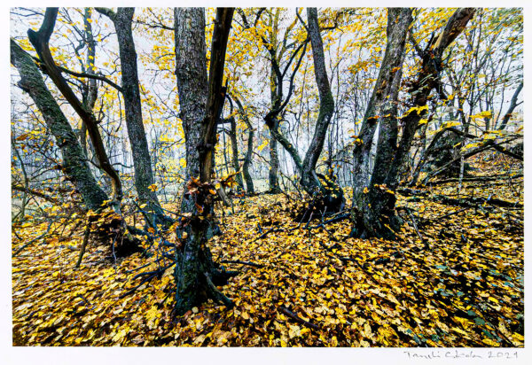 71_Taneli_Eskola_Kynnepään ikimetsä, kynäjalavalehto2