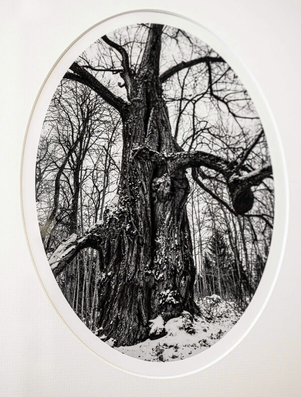342_Kati_Lehtonen-metsälehmus