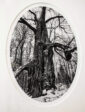 342_Kati_Lehtonen-metsälehmus