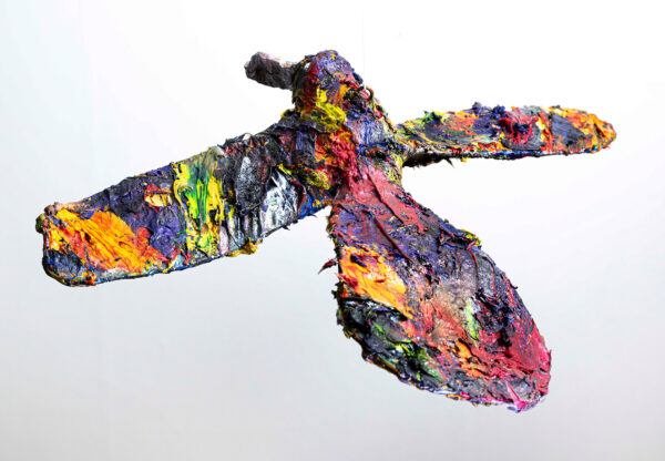 556_Tyko_Elo_Bycanistes brevis a colori