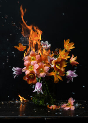 Tulips on fire