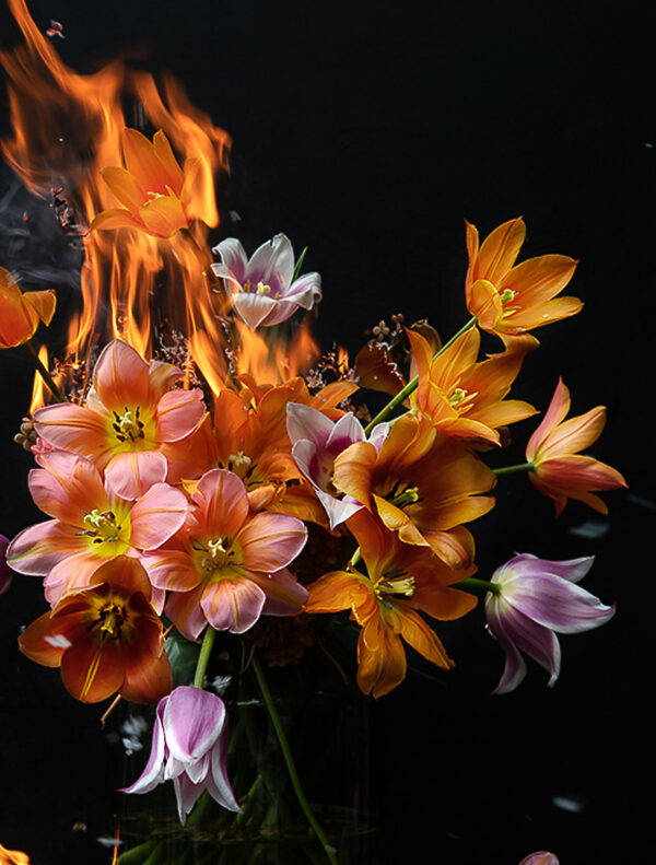 Tulips on Fire, 2023 Tulips on Fire, 2023