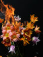 Tulips on Fire, 2023