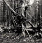 580_Katri_Krohn_Lassila_Juuri 3 vers2