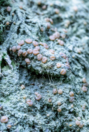 Fairy Puke Lichen from the series "Dog Vomit and Pink Fairy Puke - The things I have learned about death".