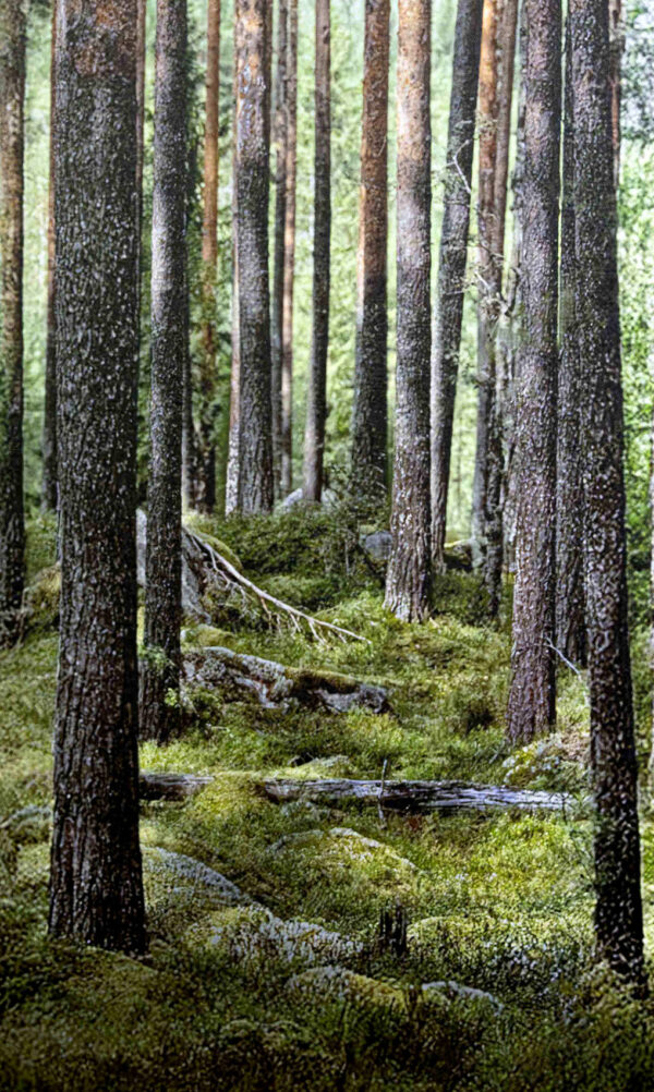 585_Mustikkametsä_Pentti Linkolan muistometsä2 585_Mustikkametsä_Pentti Linkolan muistometsä2