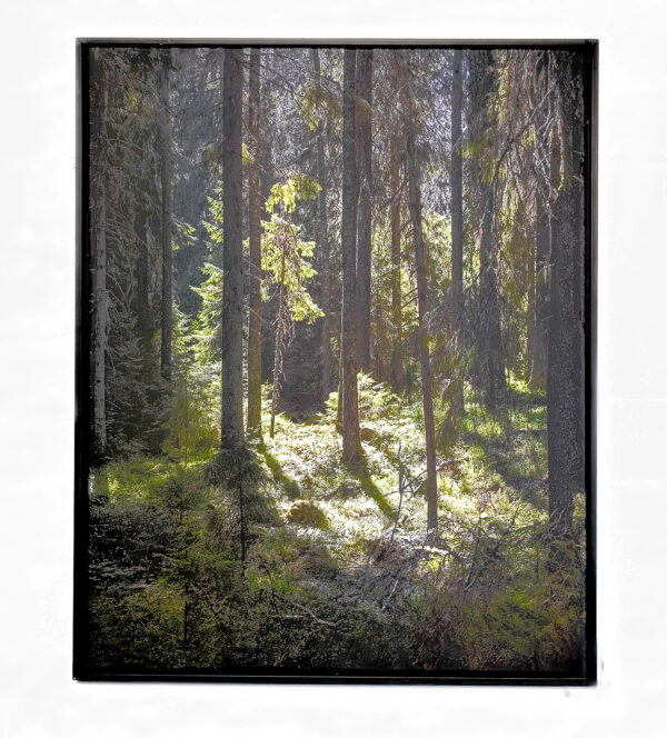 586_Taneli_Eskola_Valolaikku hämäläisessä alkumetsässä