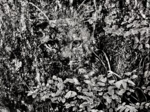 Ilves