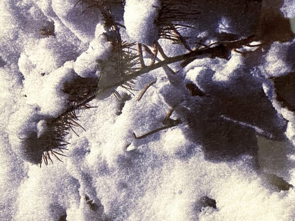 IMG_6358 IMG_6358