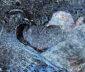 616_Nina_Jansson_Polyamoria3