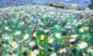 377_Maisema_M.T.Anttila2