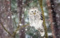 532_Antti_Koli_Viirupöllö2